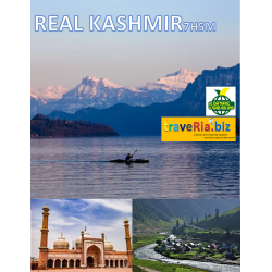7H5M REAL KASHMIR